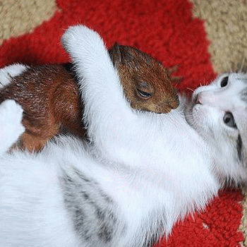 Sloth (USA-2) : It's Time for Our Nap.